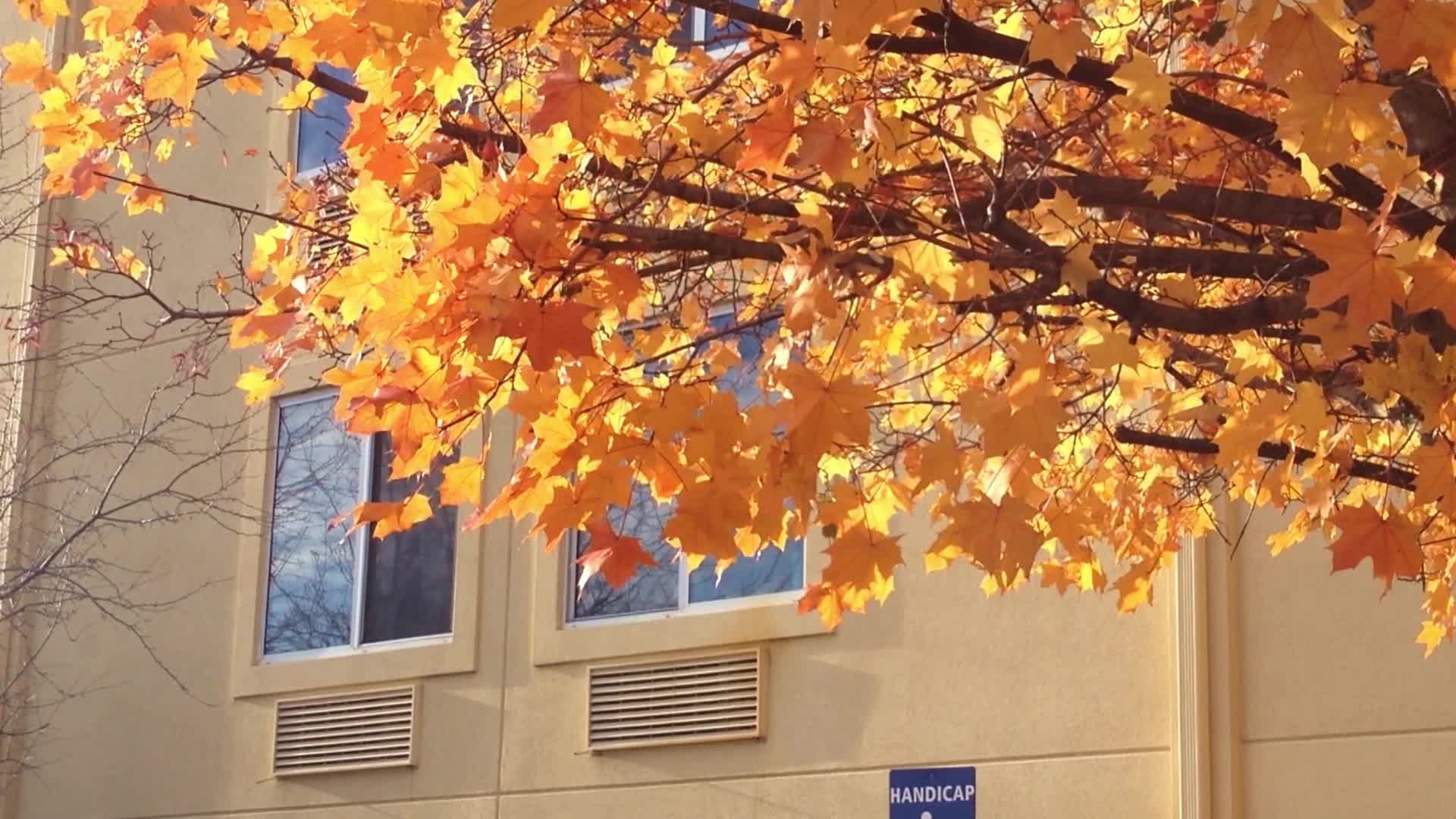 秋天美国底特律公寓楼旁的金色枫树视频的预览图