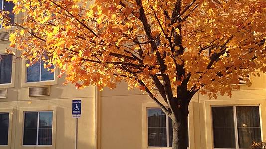 秋天美国底特律公寓楼旁的金色枫树视频的预览图