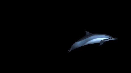 带透明通道游动的海豚视频的预览图