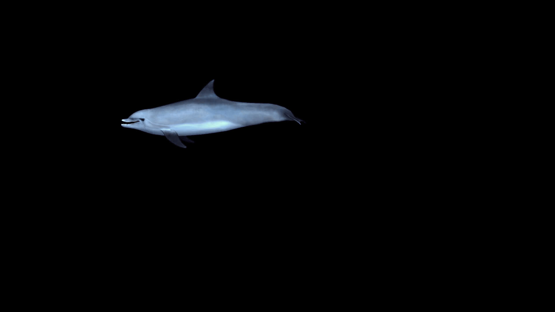 带透明通道的海豚视频的预览图