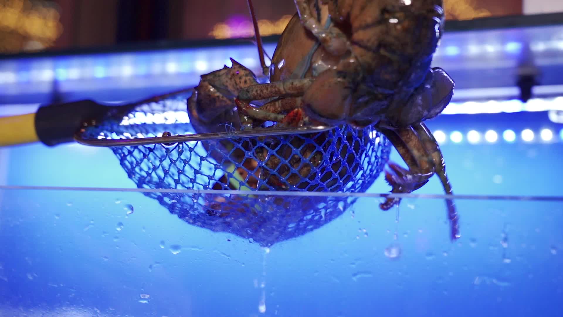 水产海鲜特写龙虾视频的预览图