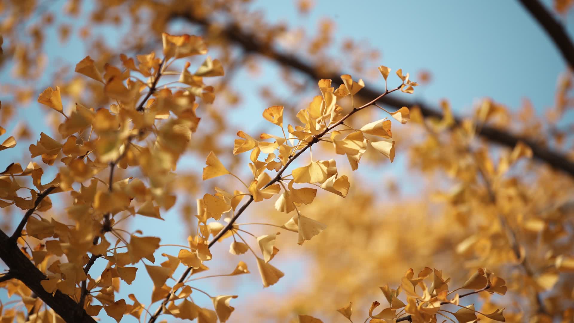 秋天金黄色银杏叶视频的预览图