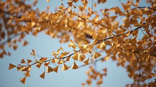 秋天金黄色银杏叶视频的预览图