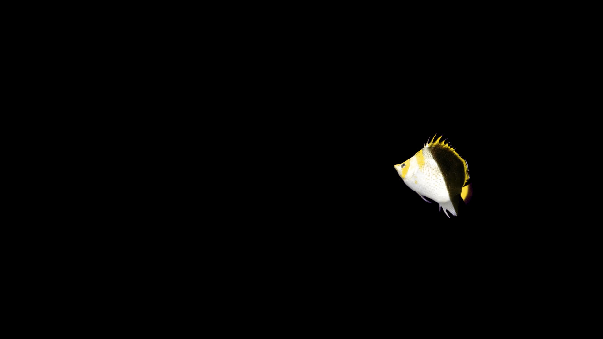 带通道黄冠蝴蝶鱼视频的预览图