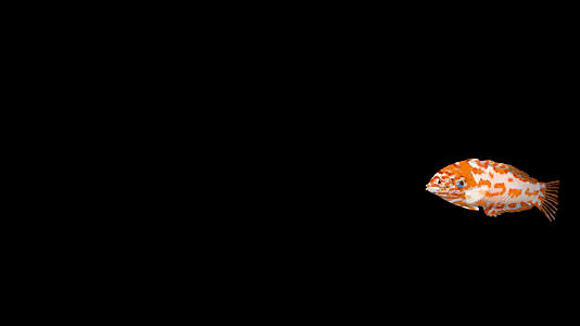 带透明通道乔氏大咽齿鱼澳洲雪花龙澳洲豹龙视频的预览图