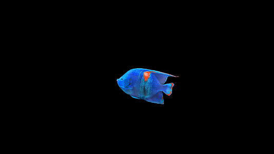 带透明通道斑纹刺盖鱼视频的预览图