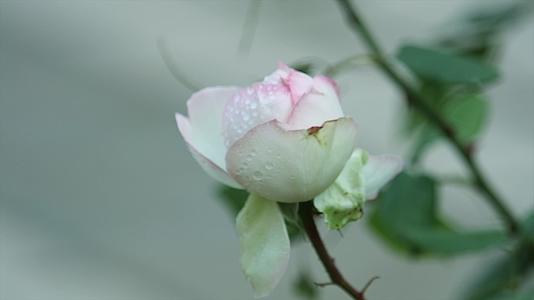 微距玫瑰花实拍视频的预览图