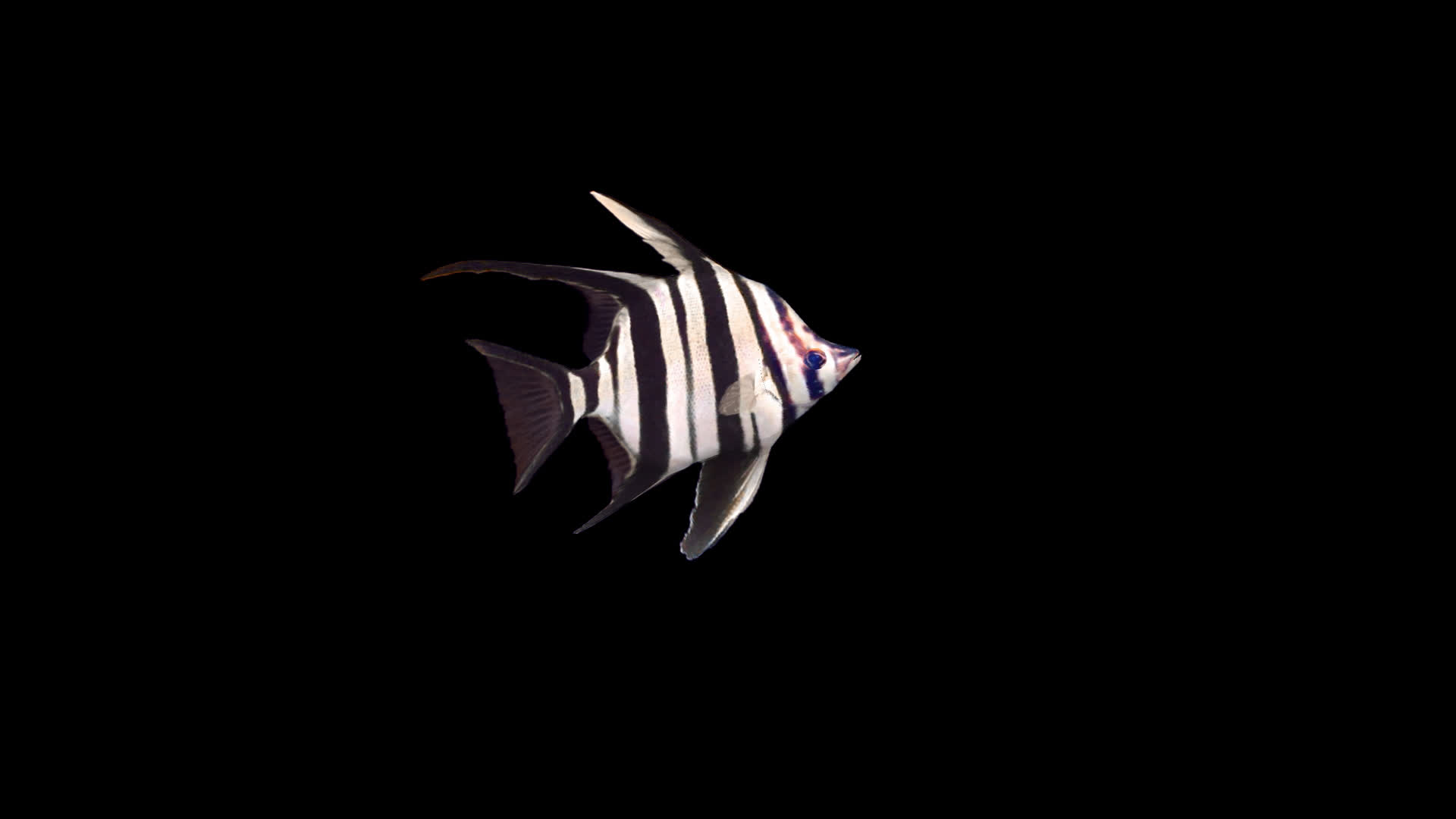 带通道盔姥鲈鱼视频的预览图