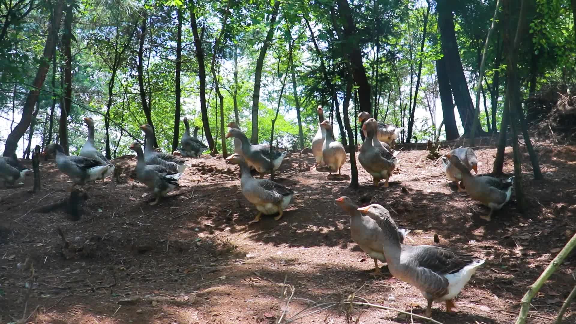 鹅养殖视频的预览图