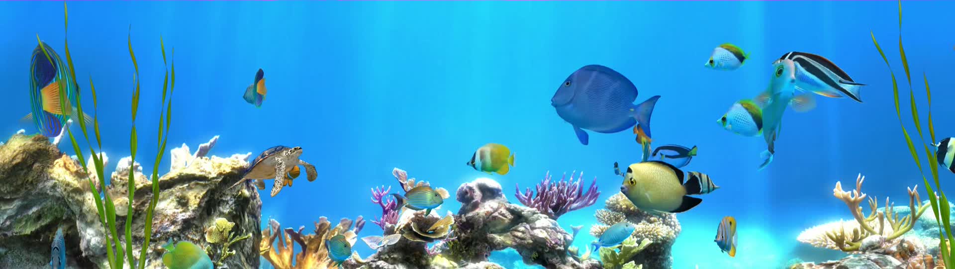 海底世界海龟海豚3D动画视频的预览图