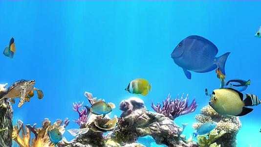 海底世界海龟海豚3D动画视频的预览图