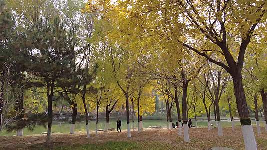 秋天公园秋季银杏叶秋天树叶北京大兴念坛公园视频的预览图