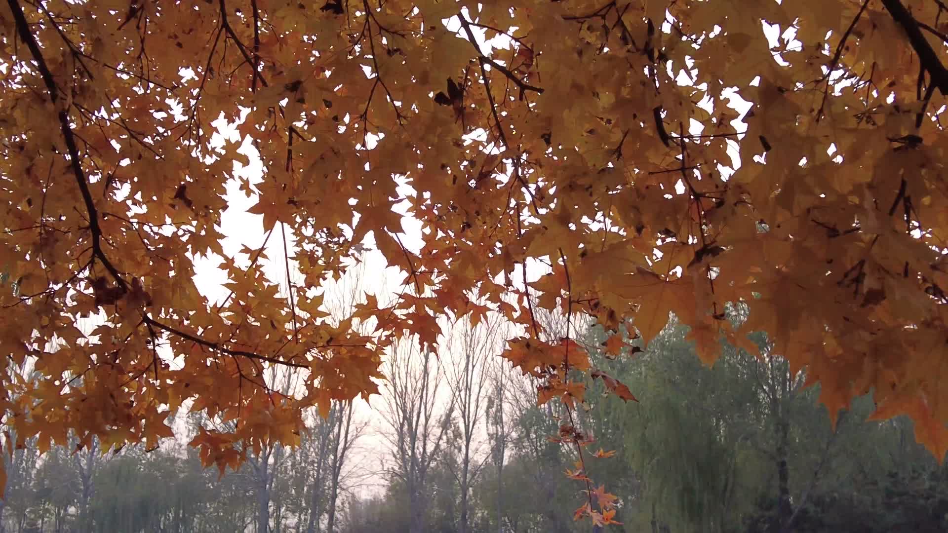 秋天公园秋季银杏叶秋天树叶北京大兴念坛公园视频的预览图