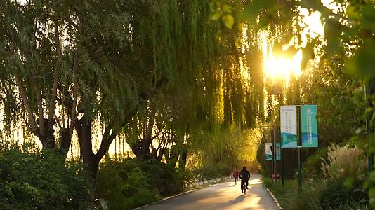 金秋公园早晨骑行锻炼清晨晨光晨曦小草松树视频的预览图