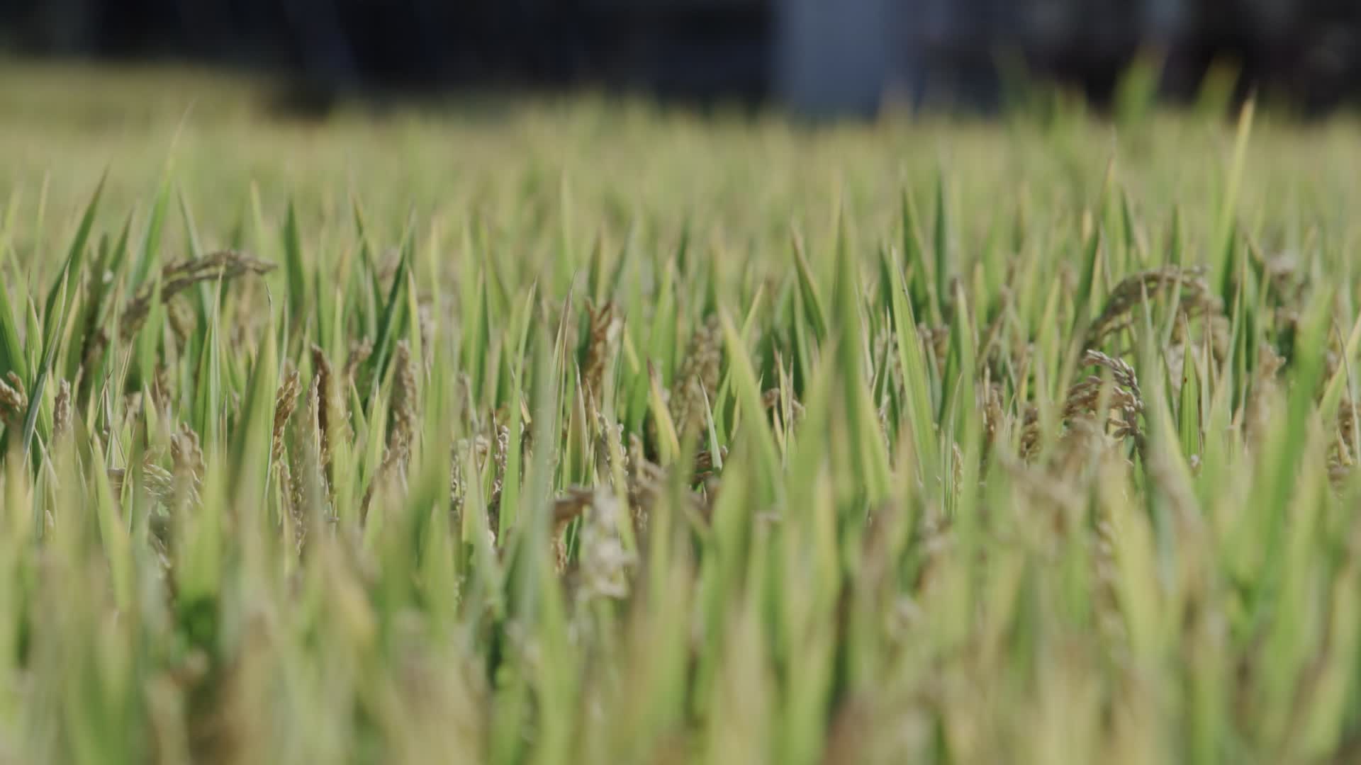 2K水稻麦田农业种植丰收视频的预览图