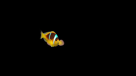 带通道红海双带小丑鱼视频的预览图