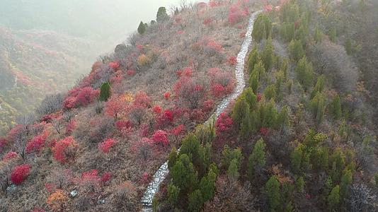 山东青州市仰天山森林公园秋季风光视频的预览图