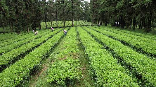 航拍采茶茶园种植视频的预览图
