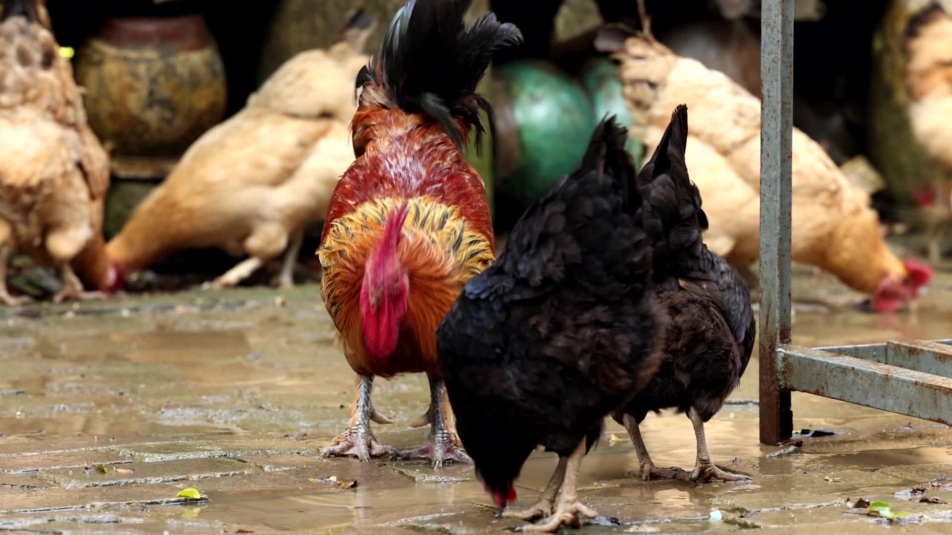 农舍里吃食的鸡鸭视频的预览图