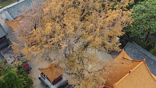 山东济南淌豆寺秋季的银杏树视频的预览图