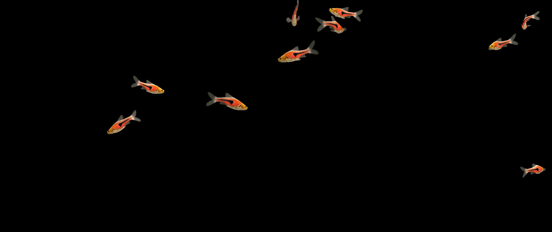 带通道金三角灯鱼灯鱼群视频的预览图