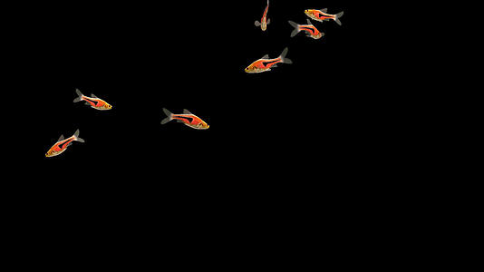 带通道金三角灯鱼灯鱼群视频的预览图