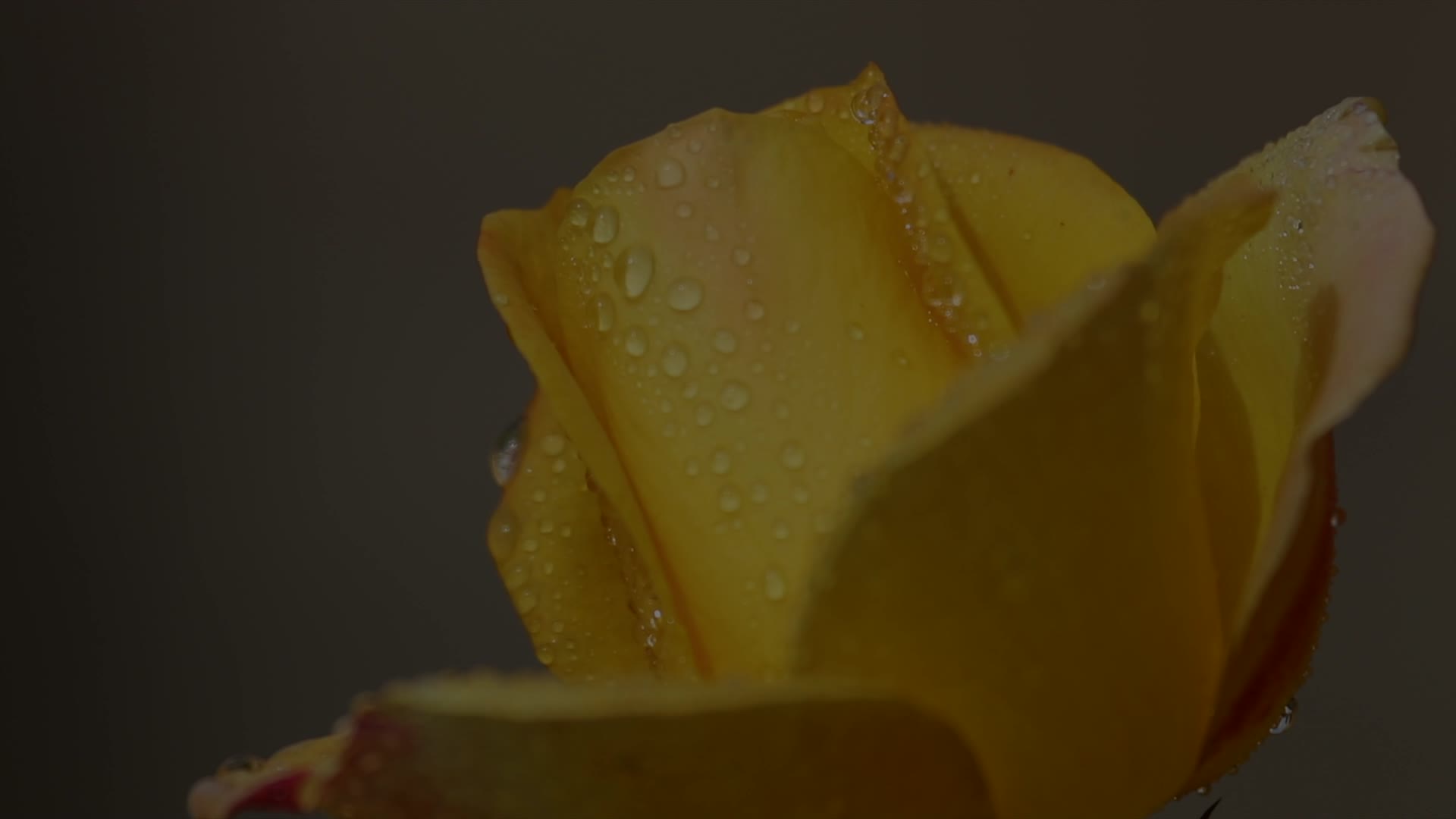 微距下的红黄白玫瑰4K视频的预览图