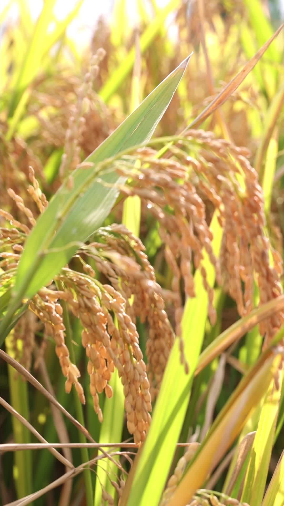 秋天金黄色稻田稻穗特写竖版视频视频的预览图