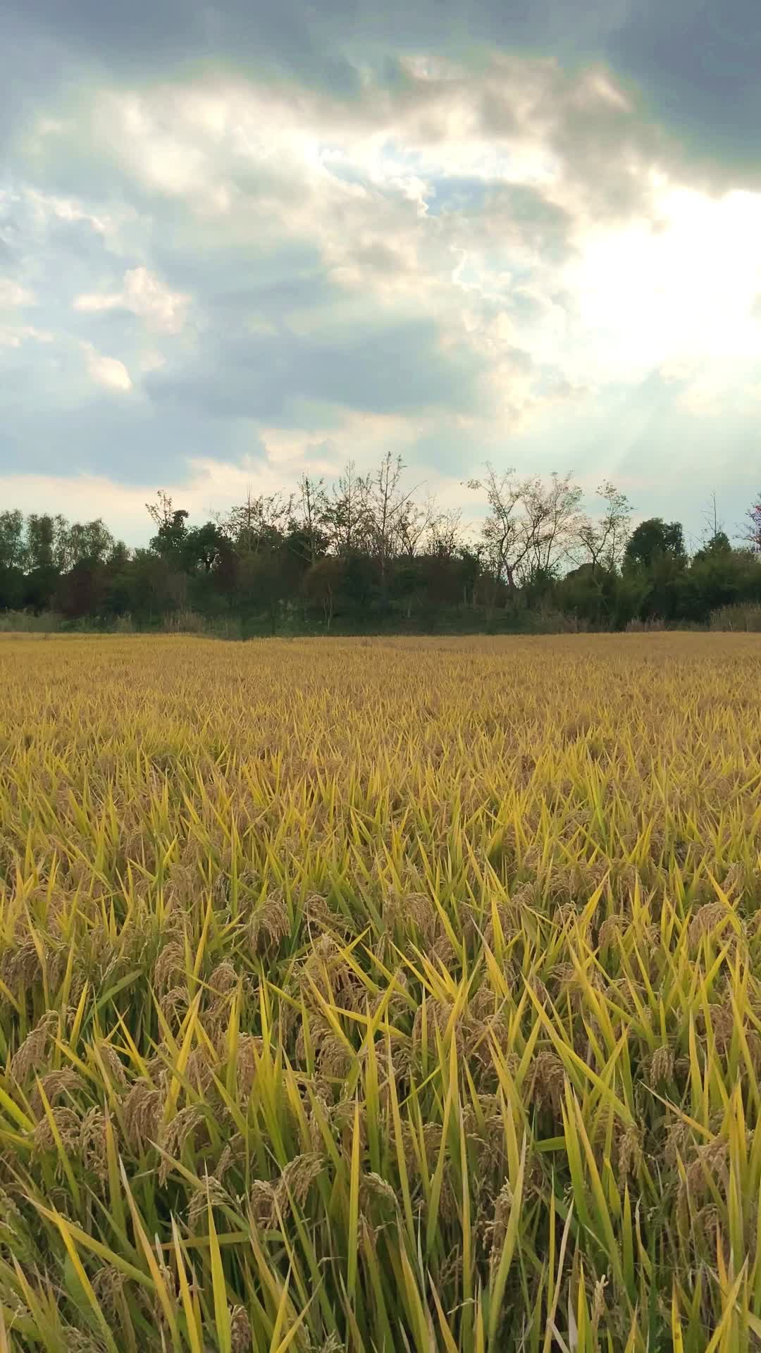 秋天金黄色稻田竖版视频视频的预览图