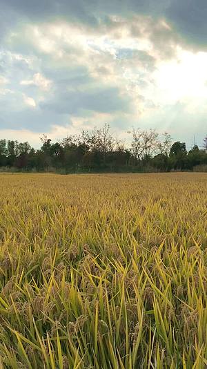 秋天金黄色稻田竖版视频视频的预览图