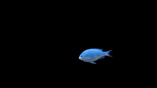 带通道蓝绿光鳃鱼视频的预览图