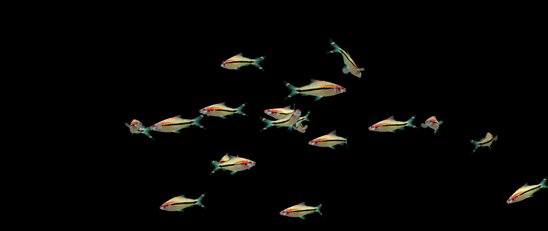 带通道一眉道鱼红眉道人鱼群视频的预览图