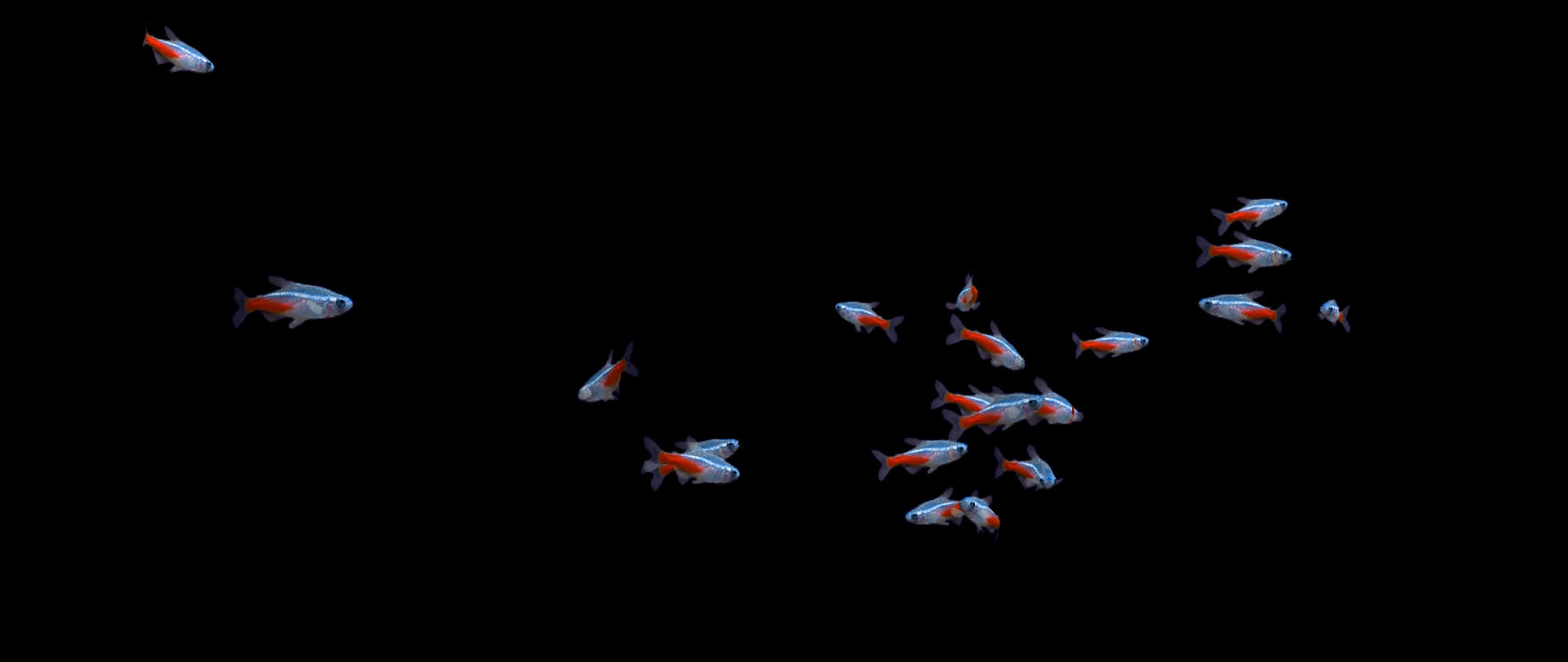 带通道霓虹灯鱼红绿灯鱼群视频的预览图