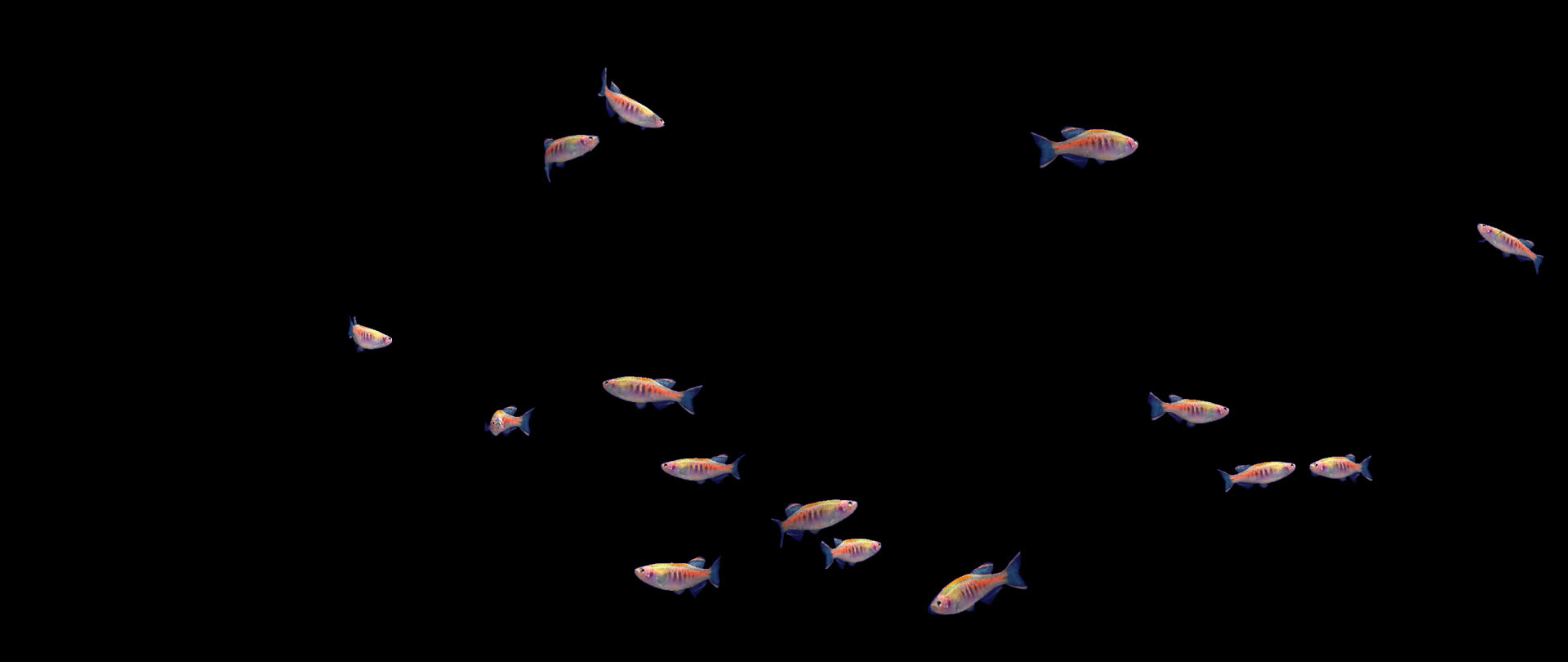 带通道虹带斑马鱼群视频的预览图