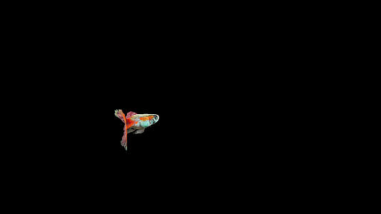 带通道孔雀鱼视频的预览图