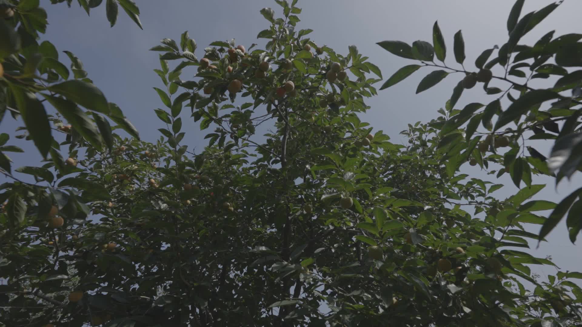 柿子树成熟火晶柿子红色挂满枝头镜头合集视频的预览图