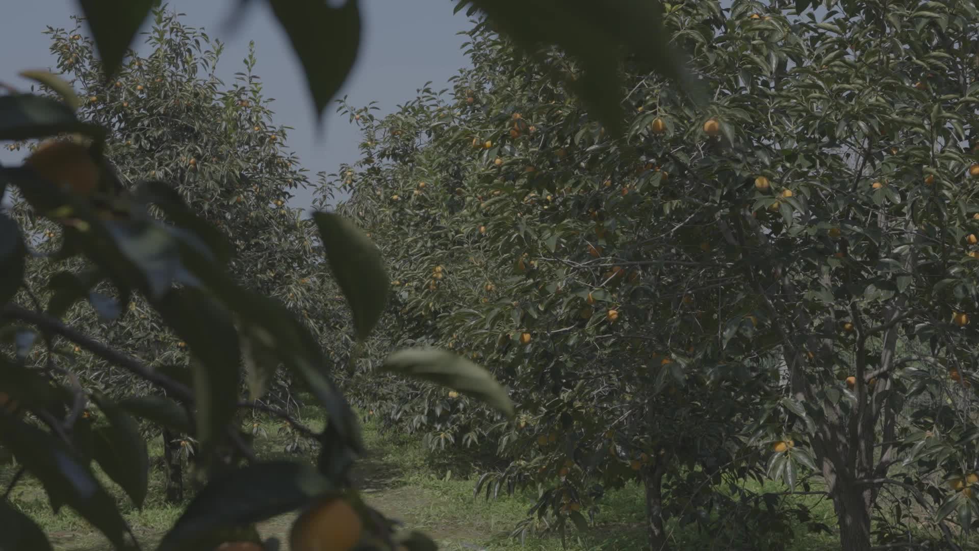 大片柿子树成熟火晶柿子红色挂满枝头镜头合集视频的预览图