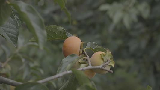 成熟火晶柿子镜头合集视频的预览图