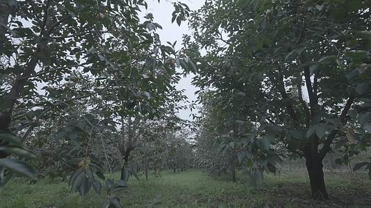 大片柿子树成熟火晶柿子合集视频的预览图