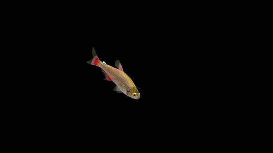 带通道安氏细脂鲤鱼红翅鱼视频的预览图