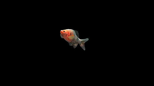 带通道黑带红宝石鲃鱼视频的预览图