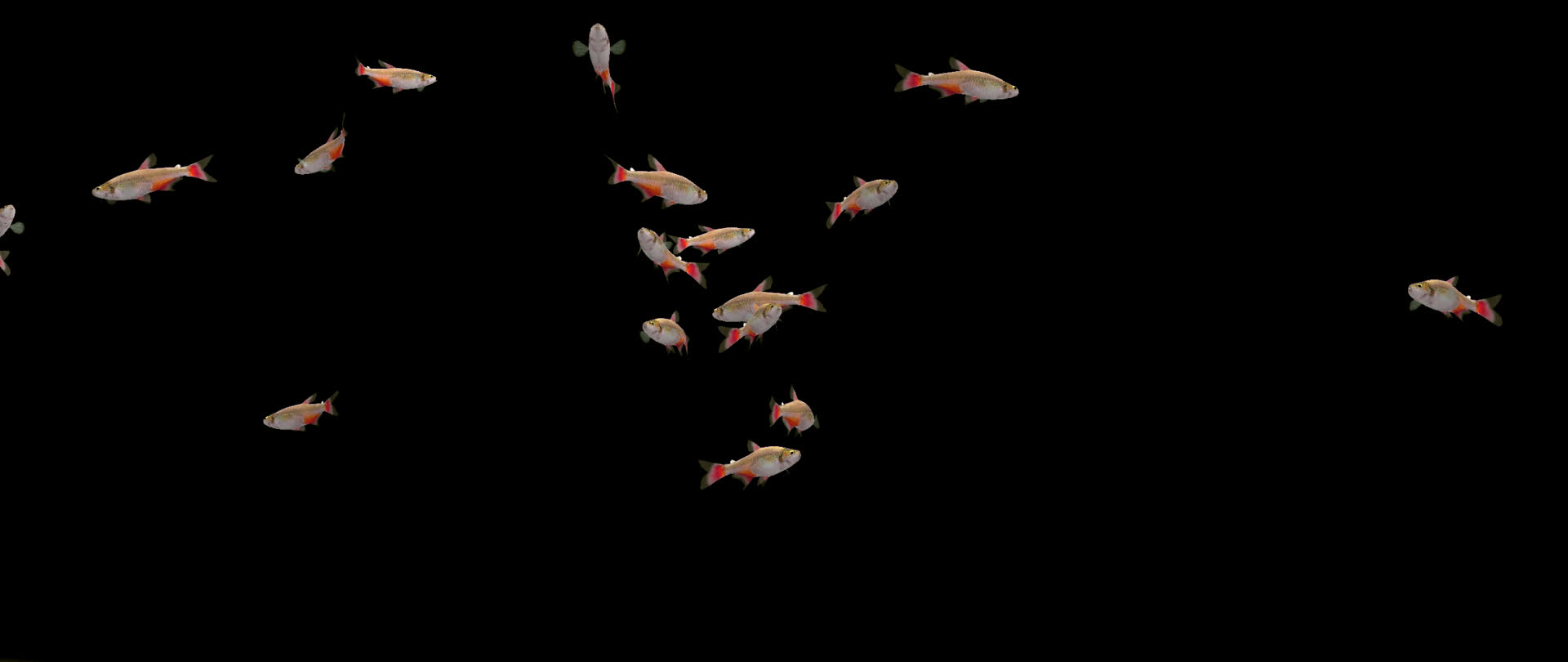 带通道安氏细脂鲤鱼红翅鱼群视频的预览图