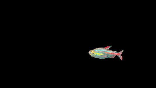 带通道夜光四合鱼视频的预览图