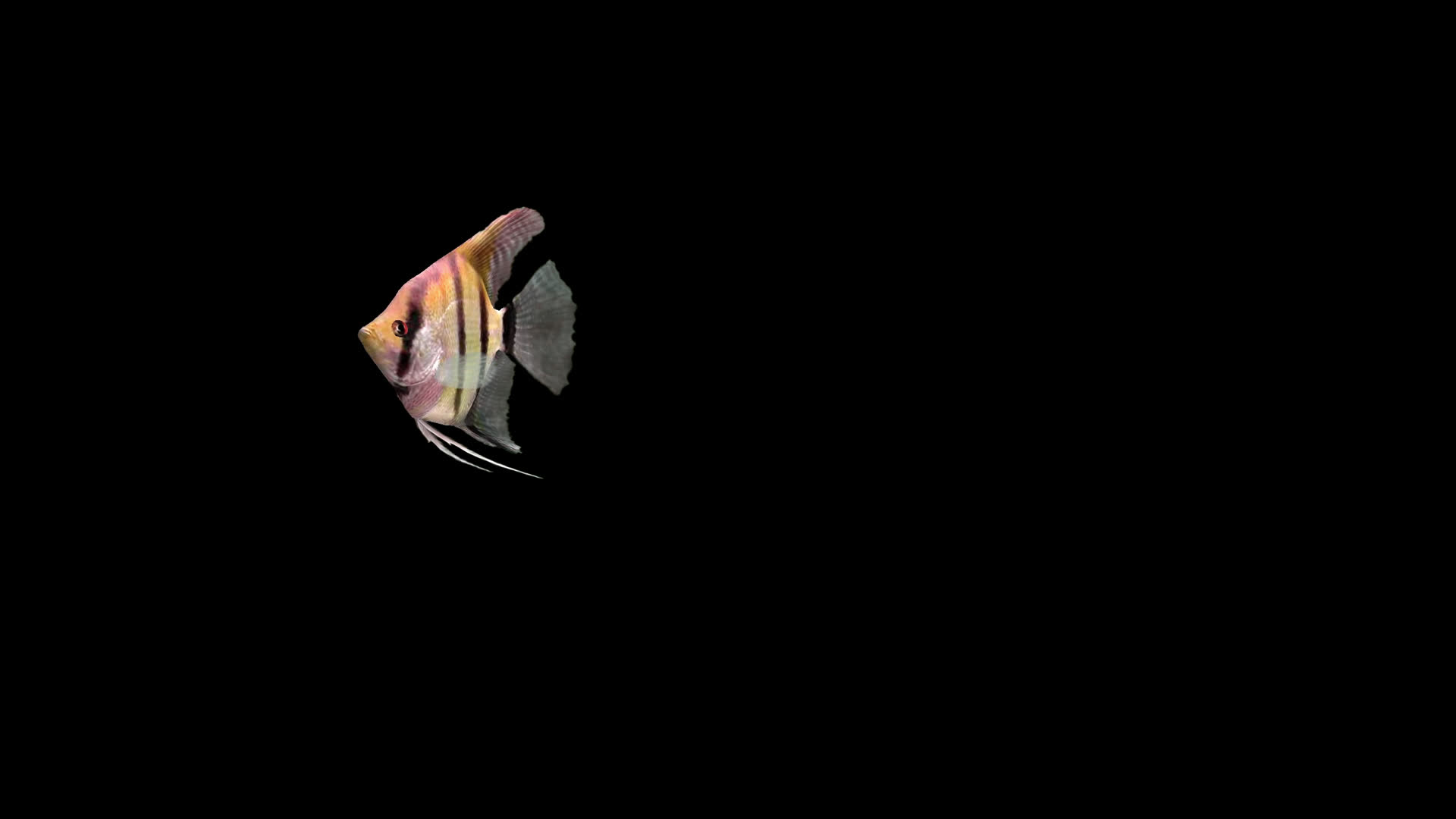 带通道叶鳍神仙鱼视频的预览图