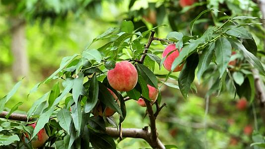 桃子熟了桃树种植视频的预览图
