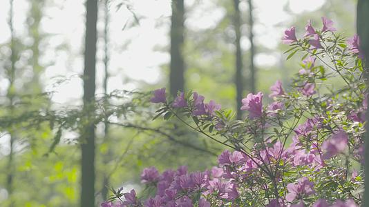 春日唯美紫色花海视频的预览图