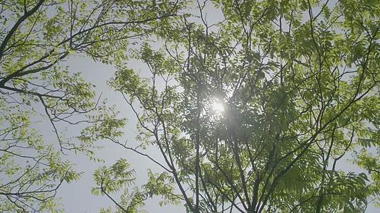 春日阳光透过树叶视频的预览图