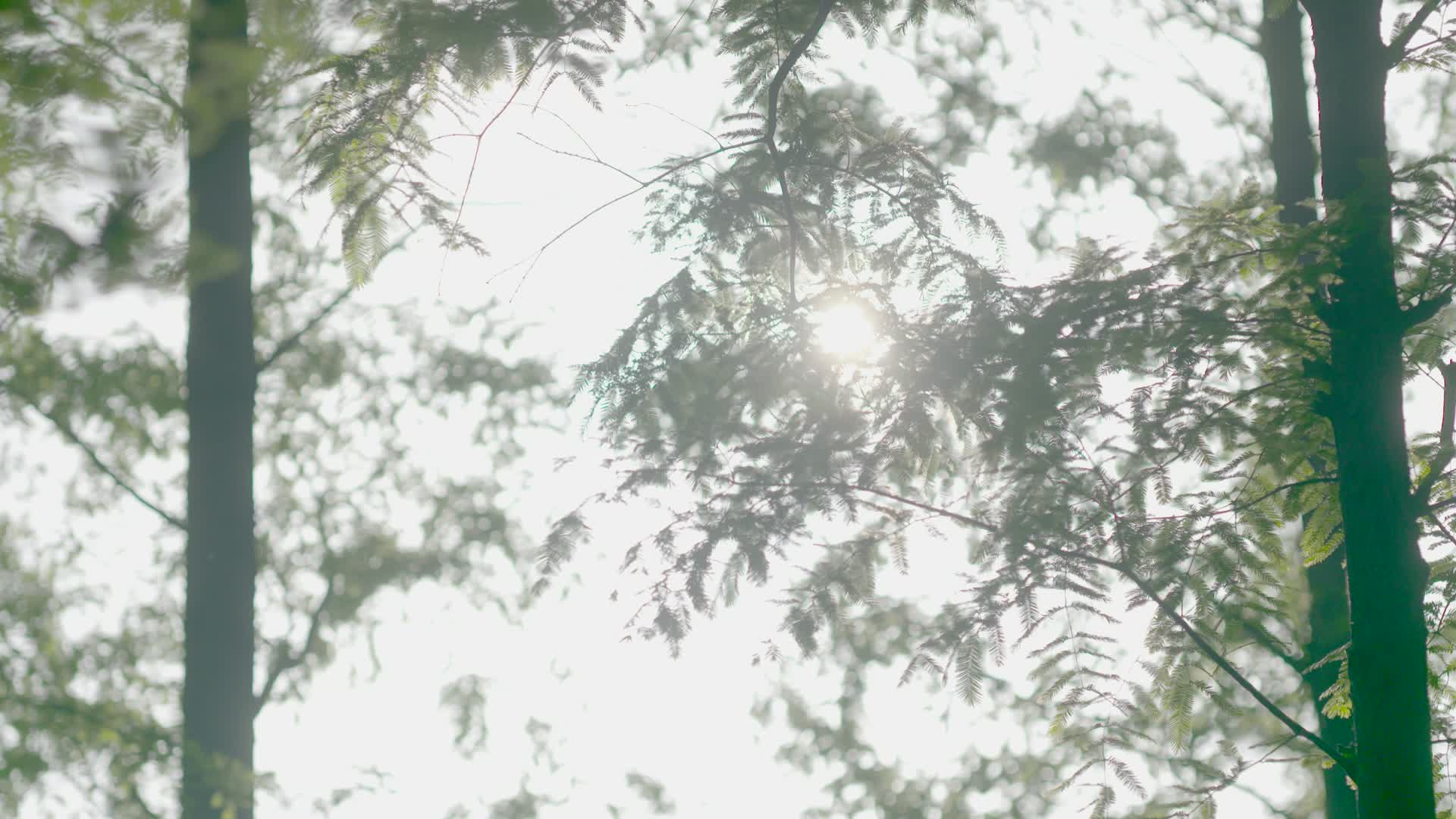 小清新森林日光唯美画面视频的预览图