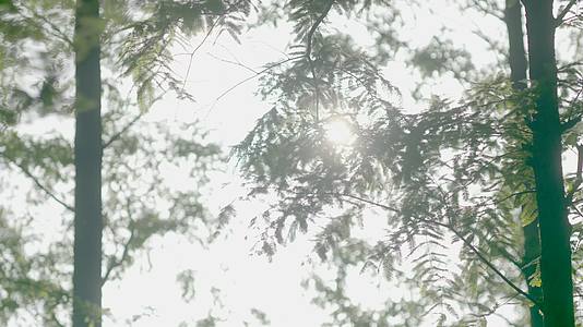 小清新森林日光唯美画面视频的预览图