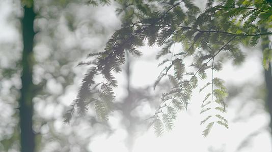 春日小清新森林日光唯美逆光视频的预览图
